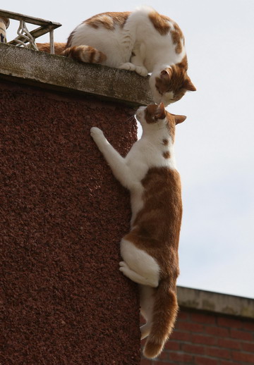 Spidercat climbs walls to enter flat