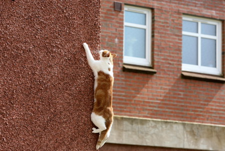 Spidercat climbs walls to enter flat