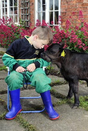 Gordon Brown the calf: UK's smallest cow