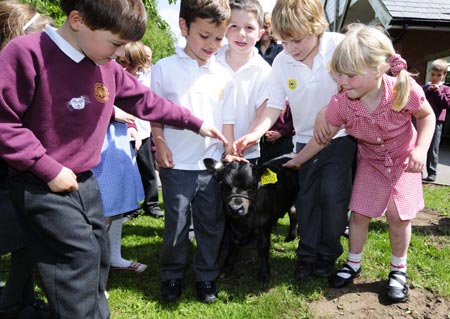 Gordon Brown the calf: UK's smallest cow