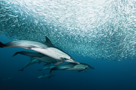 Photos: Dolphins enjoy sardine feeding frenzy