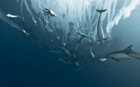 Photos: Dolphins enjoy sardine feeding frenzy