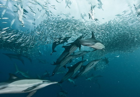 Photos: Dolphins enjoy sardine feeding frenzy