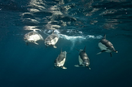 Photos: Dolphins enjoy sardine feeding frenzy