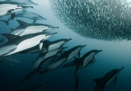 Photos: Dolphins enjoy sardine feeding frenzy