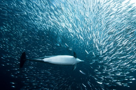 Photos: Dolphins enjoy sardine feeding frenzy