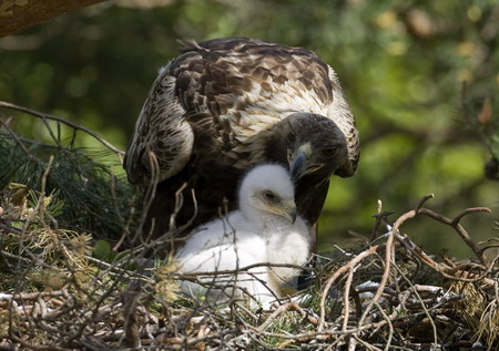 Golden eagle chick's dinner time