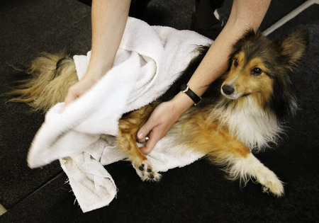 Inspiring two-legged dog gets therapy