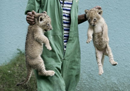 Month-old lion cubs in Santo Domingo zoo