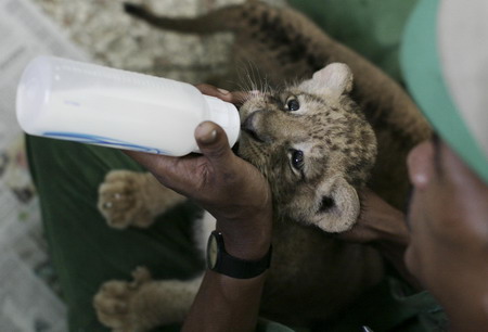 Month-old lion cubs in Santo Domingo zoo