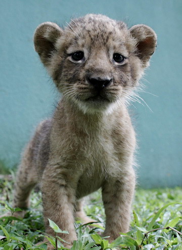 Month-old lion cubs in Santo Domingo zoo