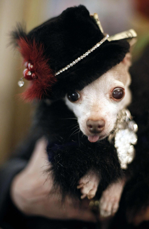 Times Square Dog Day Masquerade