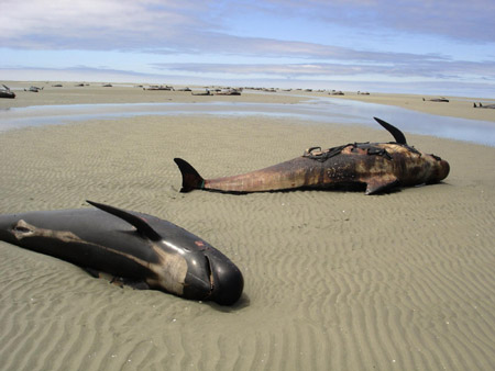 Whales stranded on New Zealand beaches, some saved