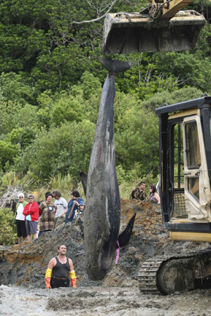 Whales stranded on New Zealand beaches, some saved