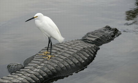 Snowy egret perches on alligator