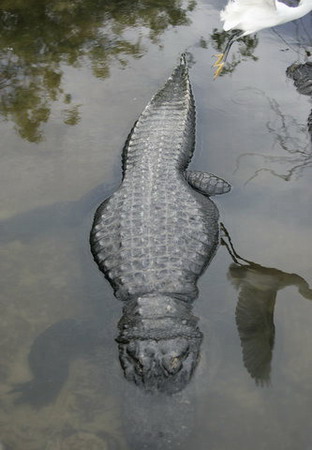 Snowy egret perches on alligator