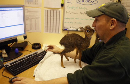 Dik Dik gets love and care in Chester Zoo