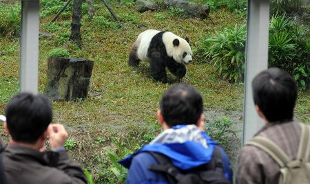 Pandas, happy anniversary in Taipei