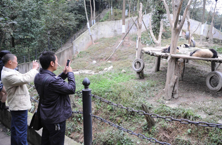 16 pandas to stand on their own paws in S.W.China