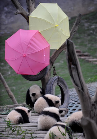 16 pandas to stand on their own paws in S.W.China