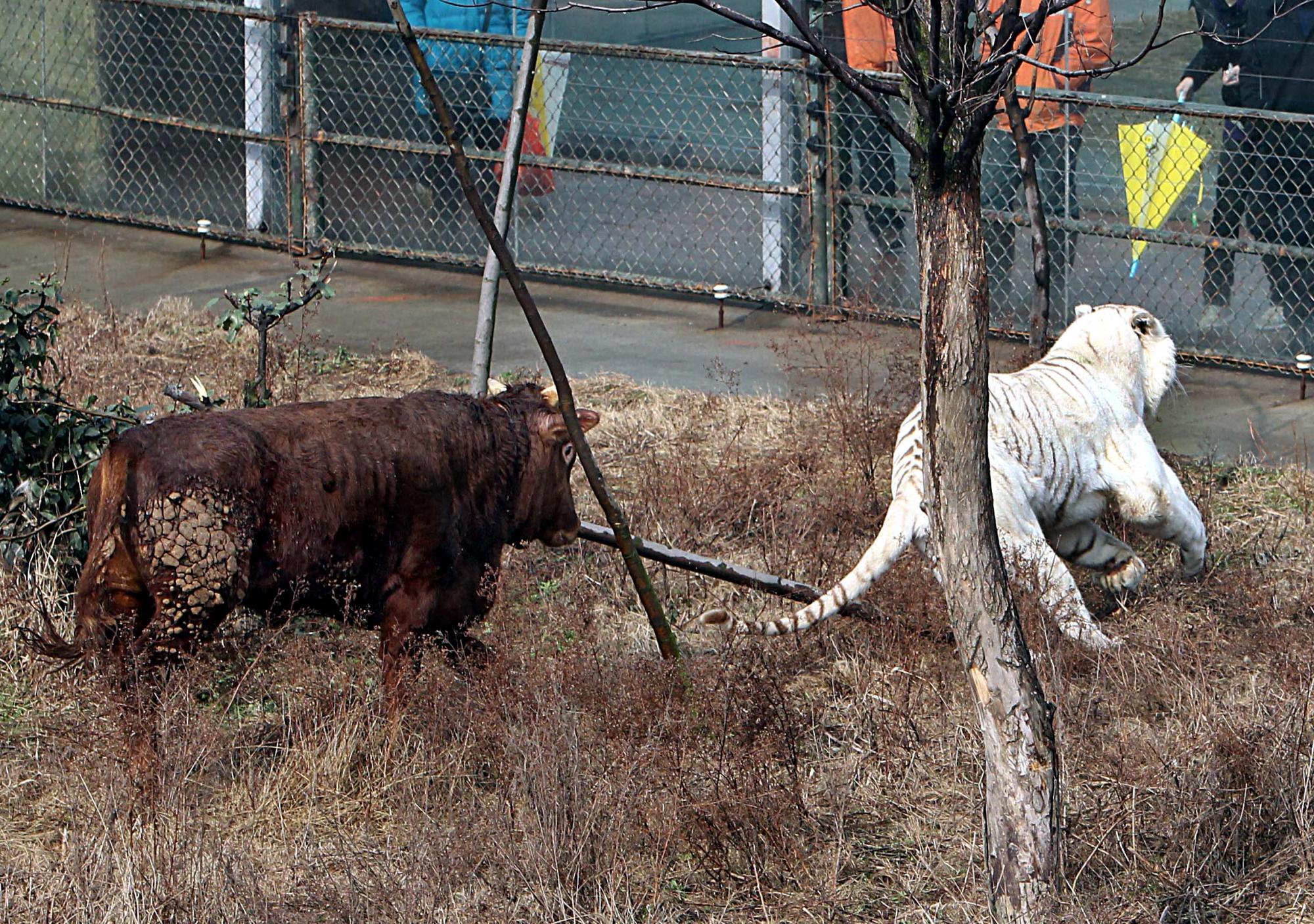 Fearless calf tames tiger