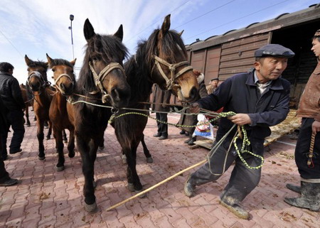 Herdsmen transfer livestocks to spring pastures by train