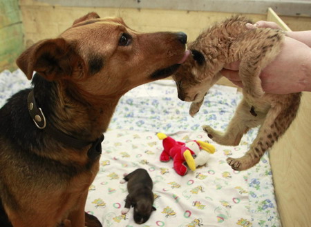 A lion cub finds a dog mother