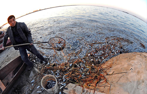 Fish die in droves from heavy pollution in NE China