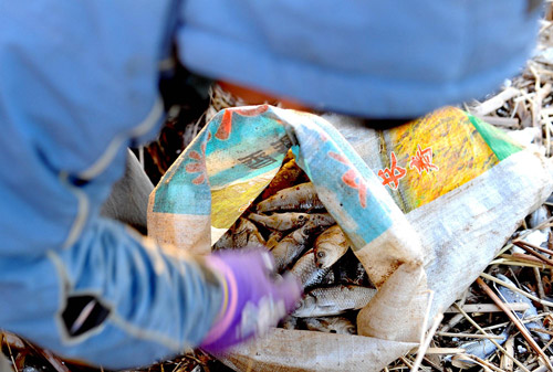 Fish die in droves from heavy pollution in NE China