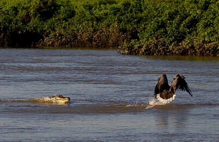 Fishing eagle becomes prey of crocodile