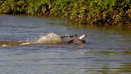 Fishing eagle becomes prey of crocodile