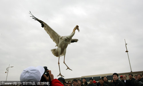 Rare birds released back to the wild