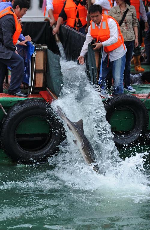 108 Chinese sturgeons added to ocean