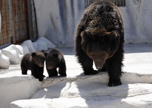Artificially bred baby bears to greet tourists