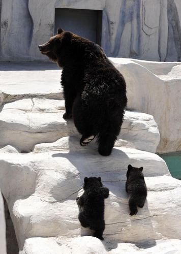 Artificially bred baby bears to greet tourists