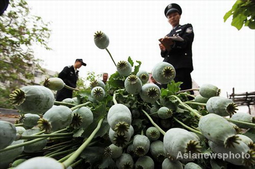 Illegal poppy plants seized in Henan