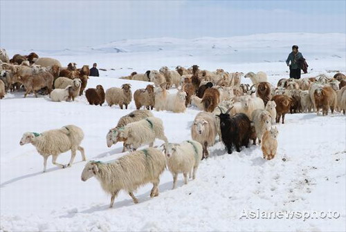 Early summer snowscape in Xinjiang