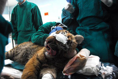 Baby tiger undergoes cataract operation in Nanjing