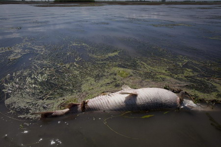 Louisiana marshes hit by Gulf oil slick