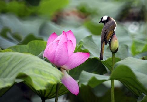 Beautiful lotuses in Taipei botanical garden