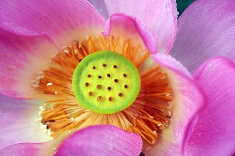 Beautiful lotuses in Taipei botanical garden