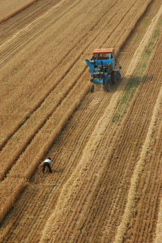 Race for wheat harvest in central China