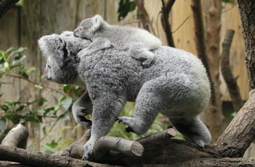 215-day-old koala baby at German zoo