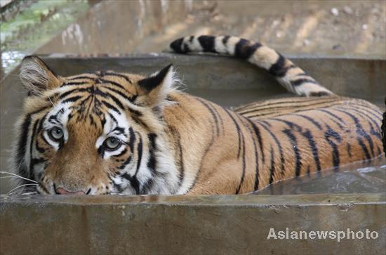 Looking for refreshment in hot weather