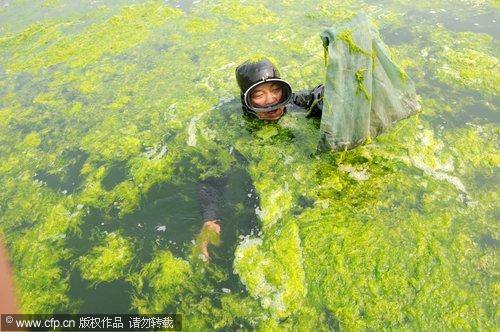 Green algae clean-up underway in tourist city