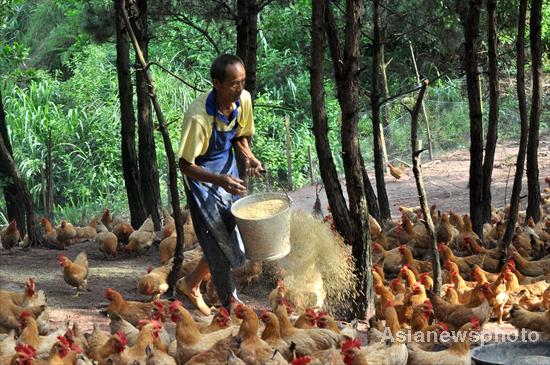 Seeking an eco-way of raising chickens