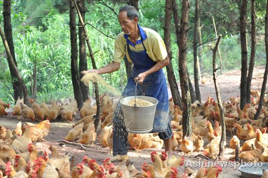 Seeking an eco-way of raising chickens