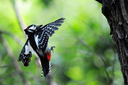 Love story of woodpecker couple