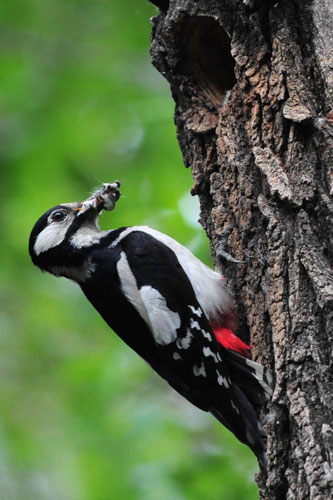 Love story of woodpecker couple