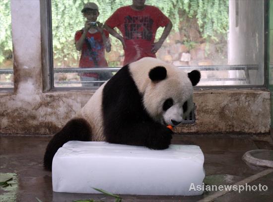 Ice blocks help pandas cool down